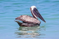 Brown Pelican Everglades Florida