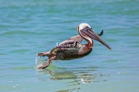 Brown Pelican Everglades Florida