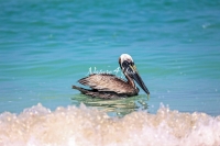 Brown Pelican Everglades Florida