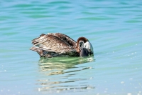 Brown Pelican Everglades Florida
