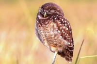 Burrowing Owl Everglades Florida