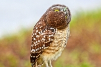 Burrowing Owl Everglades Florida