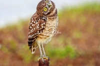 Burrowing Owl Everglades Florida