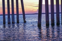 Great Egret Everglades Florida
