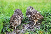 Burrowing Owls Everglades Florida