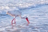 White Ibis Everglades Florida