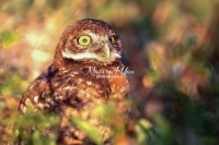 Burrowing Owls Everglades Florida