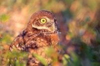 Burrowing Owl Everglades Florida