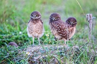 Burrowing Owls Everglades Florida