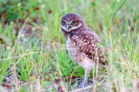 Burrowing Owl Everglades Florida