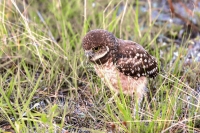 Burrowing Owl Everglades Florida