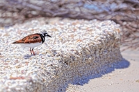 Ruddy Turnstone Everglades Florida