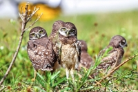 Burrowing Owls Everglades Florida