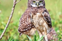 Burrowing Owls Everglades Florida