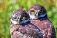 Burrowing Owls Everglades Florida