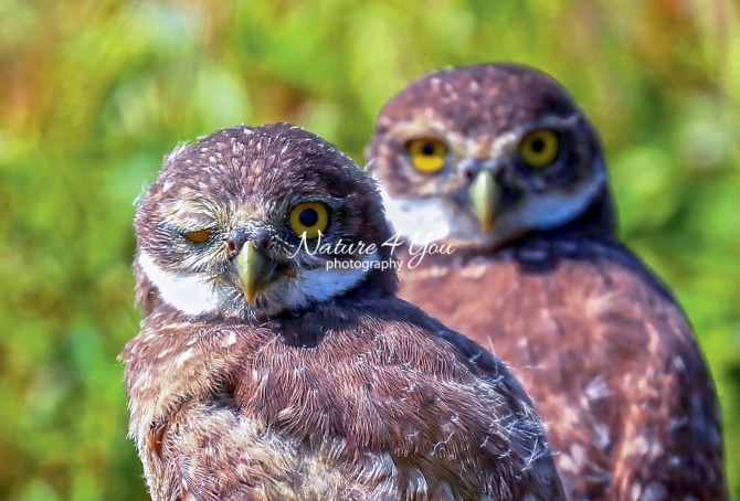 Burrowing Owls Everglades Florida