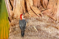 Red-bellied Woodpecker Everglades Florida