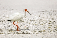White Ibis Everglades Florida