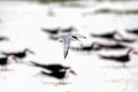 Royal Tern Everglades Florida