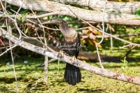 Anhinga snakebird Everglades Florida