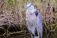 Great Blue Heron Everglades Florida