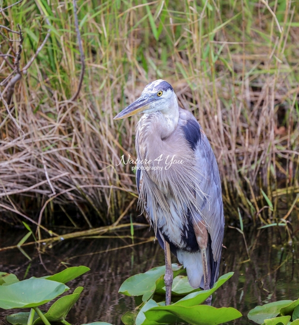 Great Blue Heron Everglades Florida
