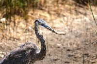 Great Blue Heron Everglades Florida