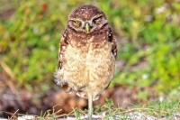 Burrowing Owl Everglades Florida
