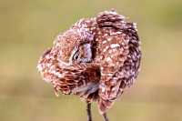 Burrowing Owl Everglades Florida