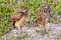 Burrowing Owl Everglades Florida
