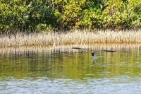 Black Skimmer Everglades Florida