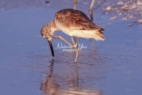 Sandpiper waders Everglades Florida