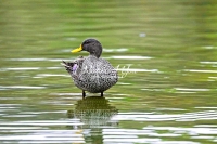 Spot-billed duck Bavaria