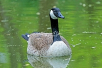 Canada Goose Bavaria