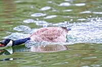 Canada Goose Bavaria
