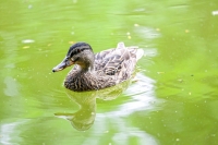 Mallard Duck Bavaria