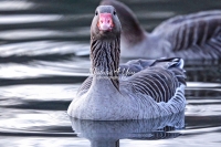 Graylag Goose Bavaria