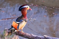 Mandarin Duck Bavaria
