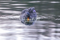 Spot-Billed Duck Bavaria