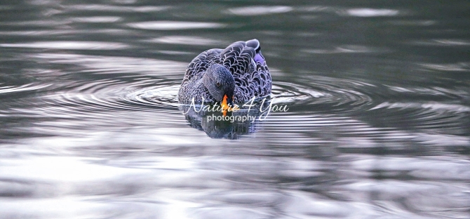 Spot-Billed Duck Bavaria
