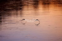 Birds Bavaria Sunset