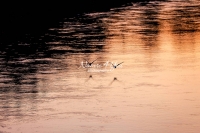 Birds Bavaria Sunset