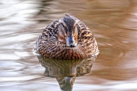 Mallard Duck Bavaria