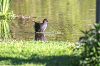 Common Moorhen Bavaria