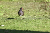 Common Moorhen Bavaria