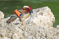Mandarin Duck Bavaria