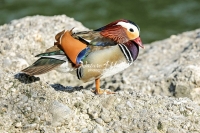 Mandarin Duck Bavaria