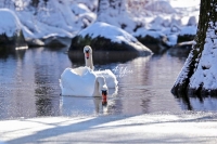 Mute Swan Bavaria