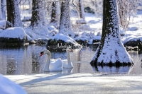 Mute Swan Bavaria