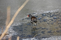 Common moorhen Bavaria
